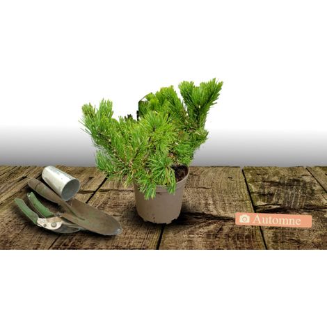 Pin de montagne nain Pumilio/Pot de 3L (1/4)