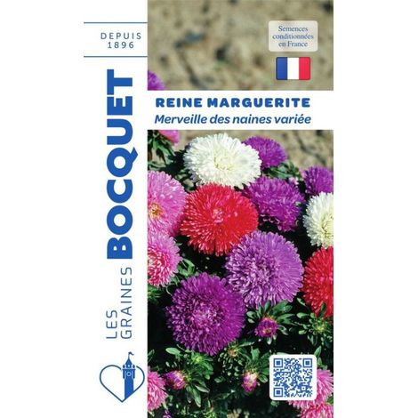 Reine Marguerite Merveille des Naines variée - 0,8g
