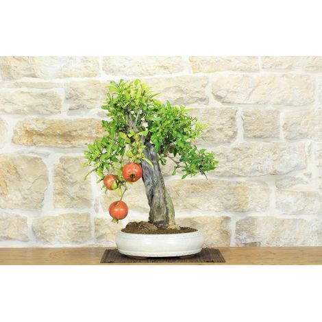 Bonsai di Melograno (136) (1/5)