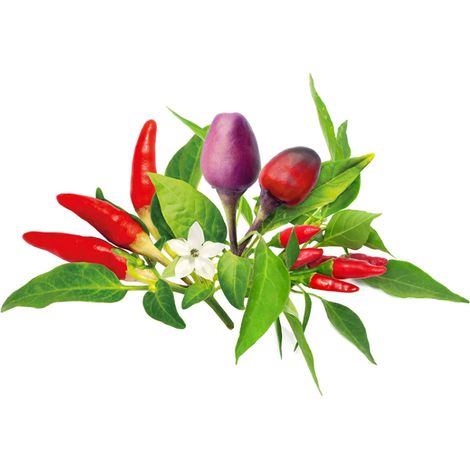 CLICK AND GROW - SMART GARDEN REFILL 9-PACK CHILI PEPPER MIX PPMCPX9