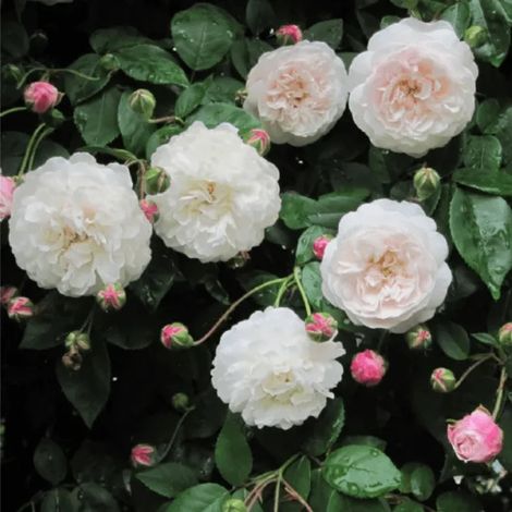 Rosa cv "félicité et perpétue" - rosa rambler bianca rampicante - vaso quadro 12x12x20 cm (1/2)