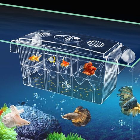 1 Boîte Couveuse Double Couche,Aquarium Transparent,Séparateur Amovible,Pour Guppy Crevette,Bac D'élevage (1/5)