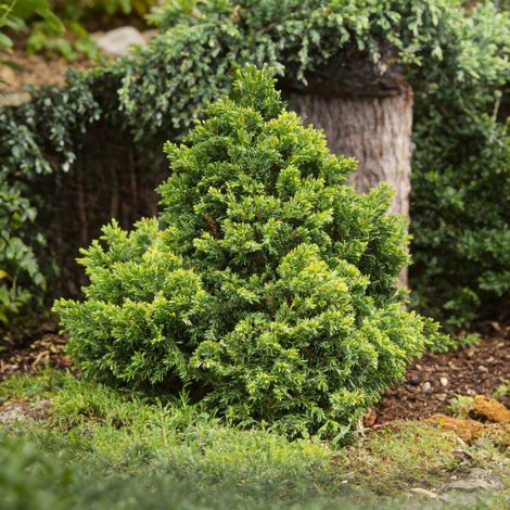 Faux-cyprès du Japon 'Nana Gracilis' Pot 5L 30/40cm - Chamaecyparis obtusa Nana Gracilis (1/4)
