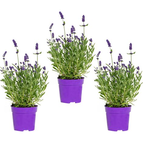 - Lot de 3 - Lavandula Angustifolia – Lavande – Plantes de jardin – Rustique – 15-20 cm de haut – Pot 10,5 cm (1/5)