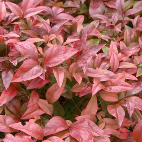 Bambou sacré - Nandina domestica  - 30-40 cm pot