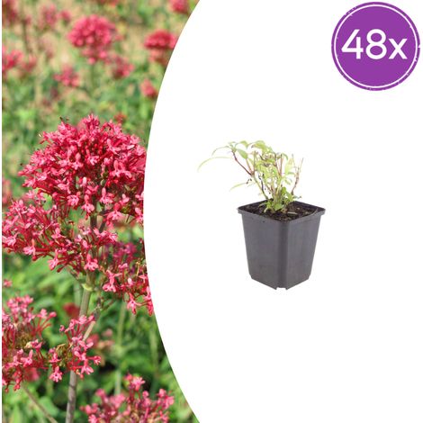 Valériane rouge Centranthus ruber Coccineus - Lot de 48 Plantes Vivaces - Pot Ø 9 cm H10-25 cm - PANGIVO (1/5)