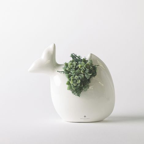 Pianta grassa in vaso ceramico artigianale per decorazione e regalo Pesciolino - Bianco
