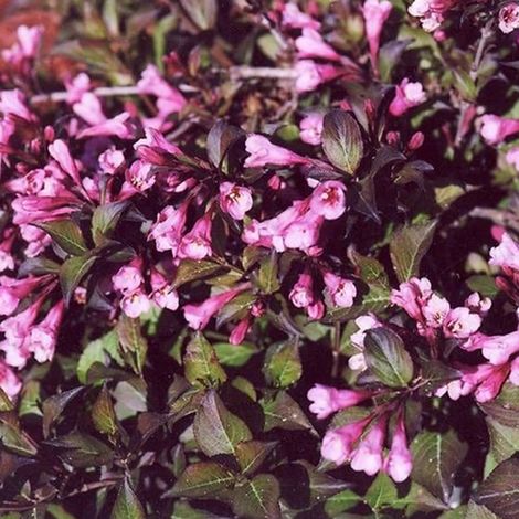 Weigela florida 'Nana Purpurea' - 30-40 cm pot