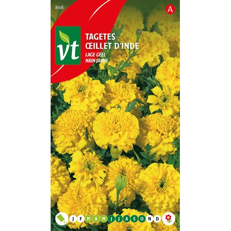 Œillet D'Inde Nain Jaune - Ca. 1 gr (Livraison Gratuite) (1/2)