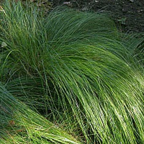 4 x Laîche Japonaise - Carex morrowii - godet 9x9 cm (1/4)