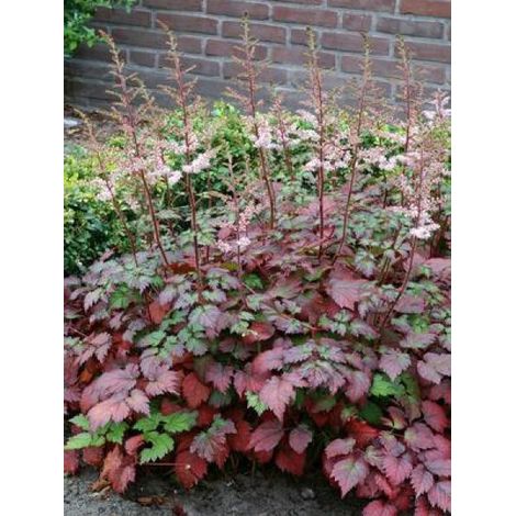 Astilbe d'Arends 'Color flash' -'beauty of ersnt'- Pot de 2L/3L (1/2)