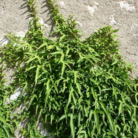Lierre à patte d'oie Sagittifolia/Pot de 1,5L - Tuteur bambou 30/60 cm