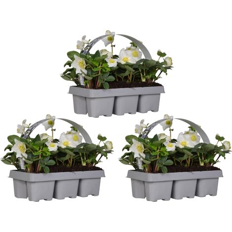 Bloomique - Lot de 3 - Helleborus Niger Christmas Carol - Rose de Noël - Plantes de jardin - Rustique - Floraison hivernale - Persistante - Hauteur 10-20 cm - Motte 9 cm