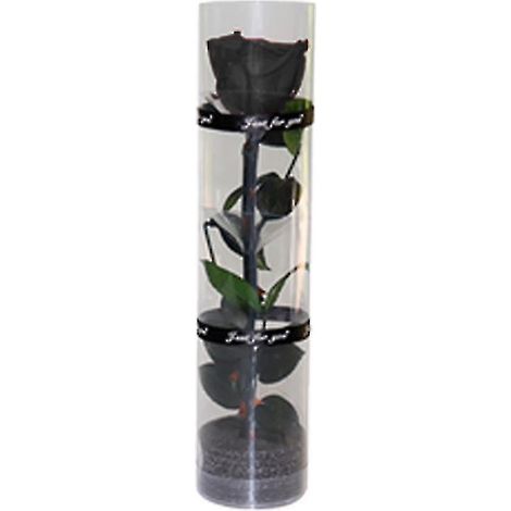 Une véritable rose préservée, rose éternelle, rose durable, rose à floraison éternelle (1/5)