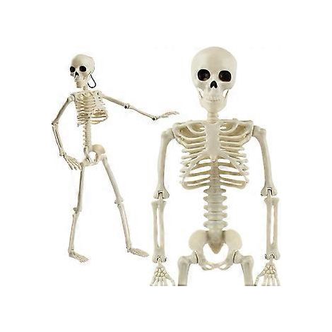 Décoration squelette d'Halloween, squelettes articulés suspendus pour la décoration de fête d'Halloween (1/5)