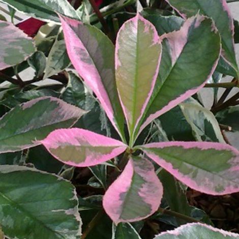 Photinia fraseri - Photinia 'Pink Marble' - 40-50 cm pot (1/5)