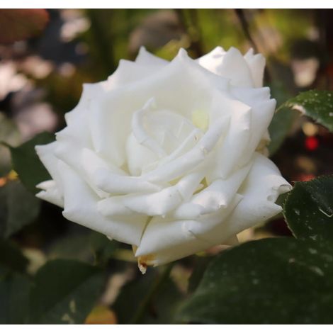 Gardenaria Rosa 'Pierre Arditi' - Rosa da giardino - Altezza: 40/50 cm (vaso20) (1/2)