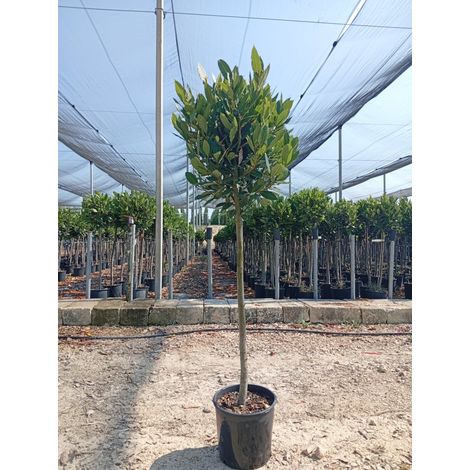 LAURUS NOBILIS ALB.24 1/2 FUSTO
