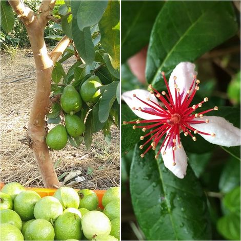 Semillas de Guayaba. Psidium Guajava. 10 Gramos