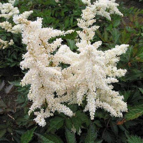 4 x Astilbe du Japon 'Deutschland' - godet 9x9 cm (1/4)