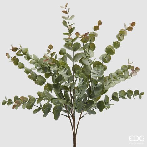 EDG Cespuglio Eucalipto H 50 cm
