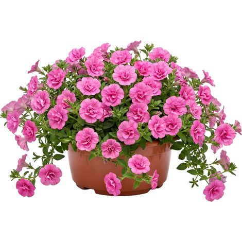 Garronda Blumentopf rund Pflanzschale Ø23 x 11 cm (3,5 L) Kunststoff mit Drainage Pflanzgefäß für Wurzelpflanzen Zwiebelpflanzen Garten Anzucht Innen Außenbereich Terrakotta GD-0207