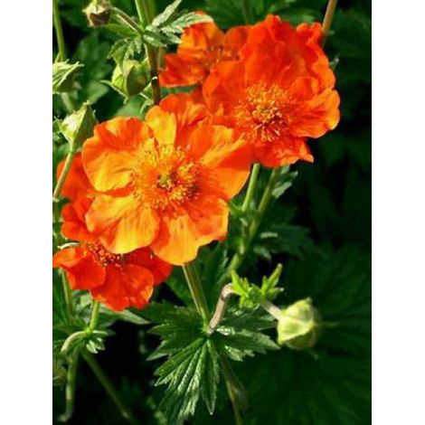 Benoîte 'Borisii' Godet de 8/9 cm (1/2)