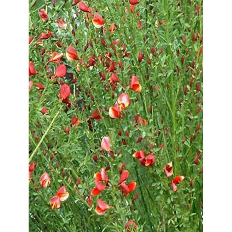 Genêt 'Burkwoodii' Pot de 2L/3L (1/4)