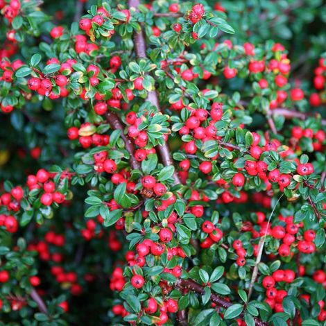 Cotoneaster horizontalis - cotognastro tappezzante - alveolo forestale (1/2)
