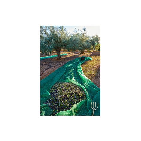 C RETE P/OLIVE ANTISPINA 80G 10X50M