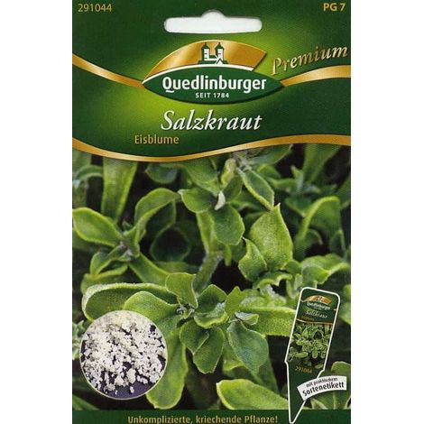 Quedlinburger Salzkraut Eisblume - Kräutersamen (1/2)
