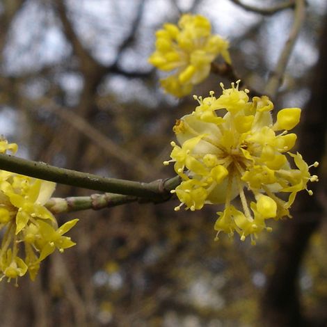 Cornouiller mâle - Cornus mas - 40-60 cm pot (1/4)