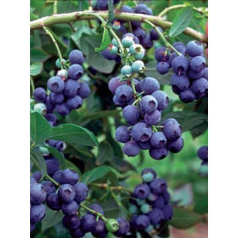 Myrtille d'Amérique 'Reka' Pot de 1,5L/2L, Buisson