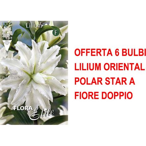 BULBI PRIMAVERILI OFFERTA 6 BULBI LILIUM ORIENTAL POLAR STAR A FIORE DOPPIO BULBS