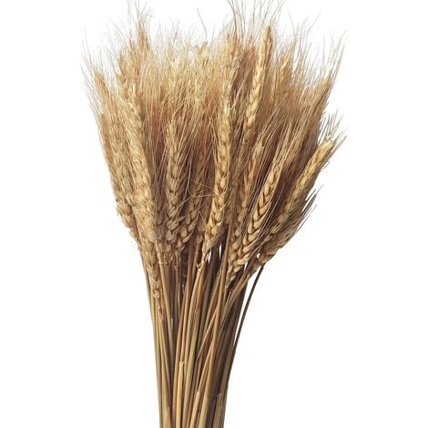 Bouquet de 100 Tiges de Blé Séché Naturel, Épis de Blé pour Décoration Intérieure, Mariage et Composition Florale Séchée (1/5)