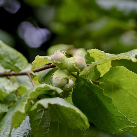 Noisetier commun - Corylus avellana en pot de 3L (1/2)