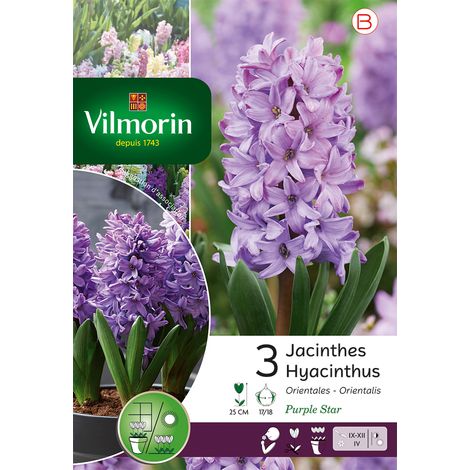 Vilmorin Jacinthe Purple Star (x3)