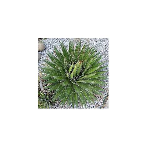 pianta AGAVE FILIFERA vaso 24cm pianta grassa succulenta (FOTO REALI)