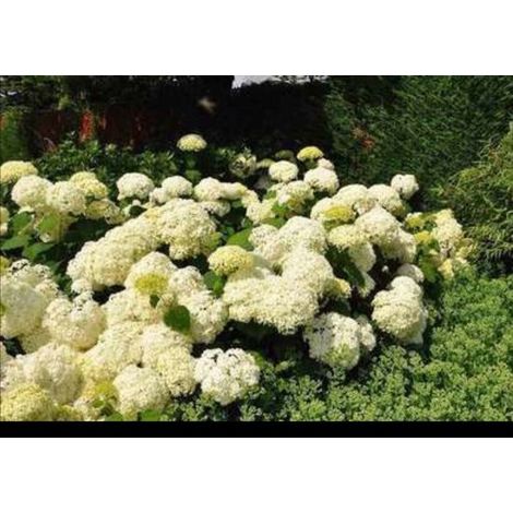 Hydrangea arb. 'Annabelle' - Hortensia boule de neige 'Annabelle', pot de 20 à 30 cm (1/5)