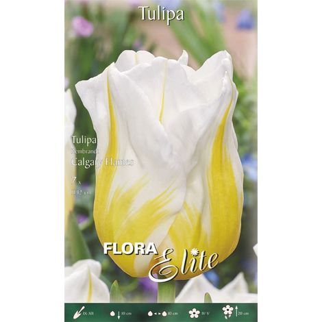 TULIPANO REMBRANDT CALGARY FLAMES (CONFEZIONE DA 7 BULBI)