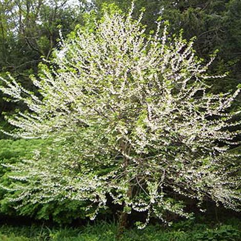 Arbre aux cloches d'argent - Halesia carolina  - 30-40 cm pot