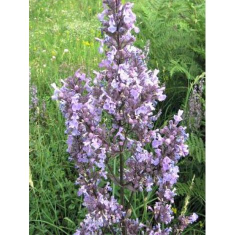 Chataire 'Anne's Choice' Godet de 8/9 cm (1/2)