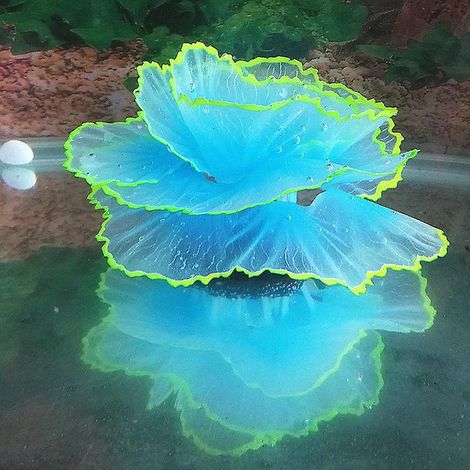 corail Artificiel En Rsine Effet Lumineux Pour Aquarium Bleu (1/5)