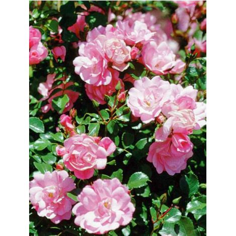 Rosier DECOROSIERS® 'Mareva'® Pot de 4L/5L