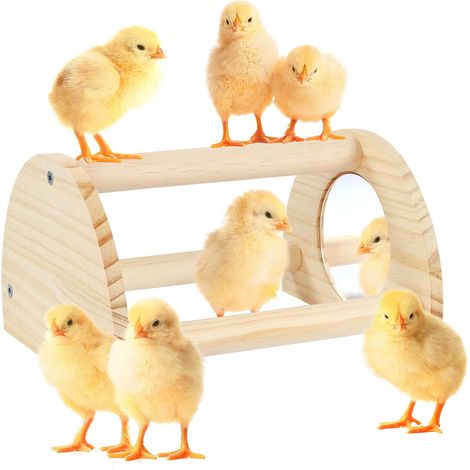Perchoir en pin avec miroir, barre de repos solide pour gymnase des poules, perchoir d’entraînement multicouche pour poulaillers et couveuses, support de jeu interactif pour poules, perroquets, aras e (1/5)