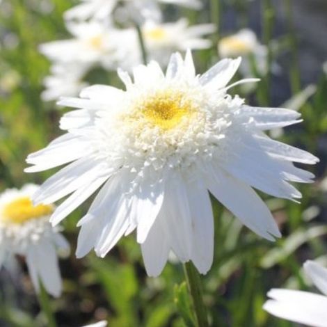 4 x Marguerite  - Leucanthemum 'Wirral Supreme'  - godet 9x9 cm