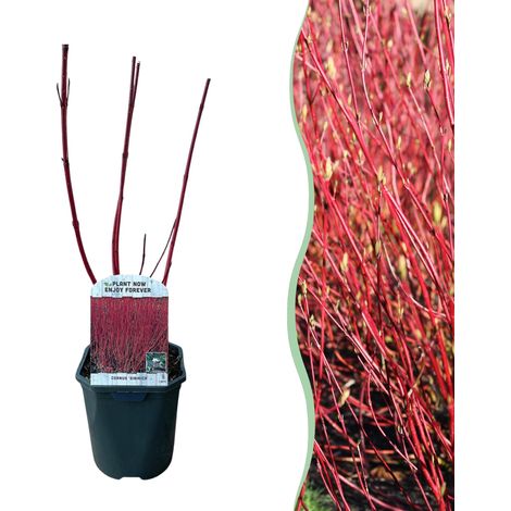 Arbuste Cornouiller Cornus alba Sibirica à Branches Rouges Décoratives, Pot 17 cm, Hauteur 45 cm - PANGIVO (1/5)