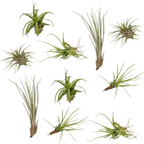 Mix Tillandsia Plantes Aériennes Lot de 10 Variétés Décoratives Pot 6 cm Hauteur 6 cm - PANGIVO (1/5)