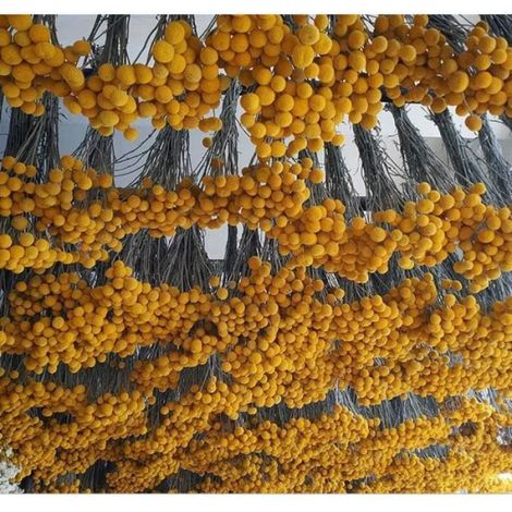 20 Pcs Fleurs Séchées Naturelles Jaunes - - Décoration De Fête De Vacances, Accessoires de photographie, Fleurs décoratives (1/4)