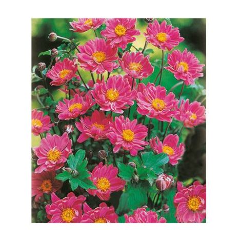 ANEMONE JAPONICA PAMINA - PLANTE VIVACE - 3 GODETS